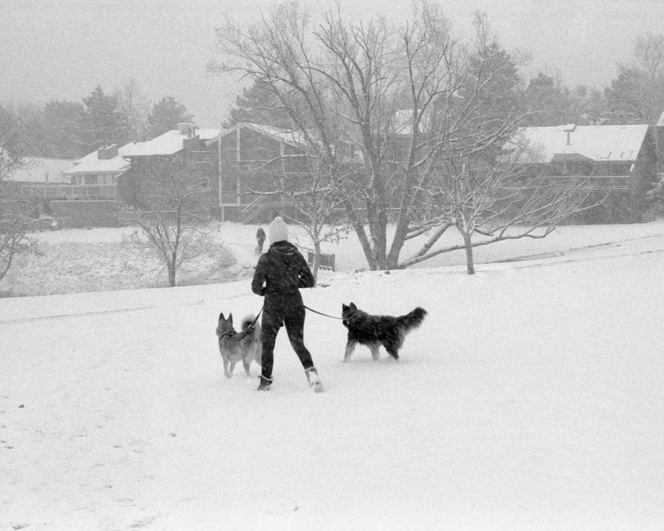 Photo: 'Snow Dogs'