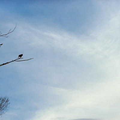 Photo: Blackbird