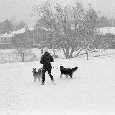 Photo: Snow Dogs